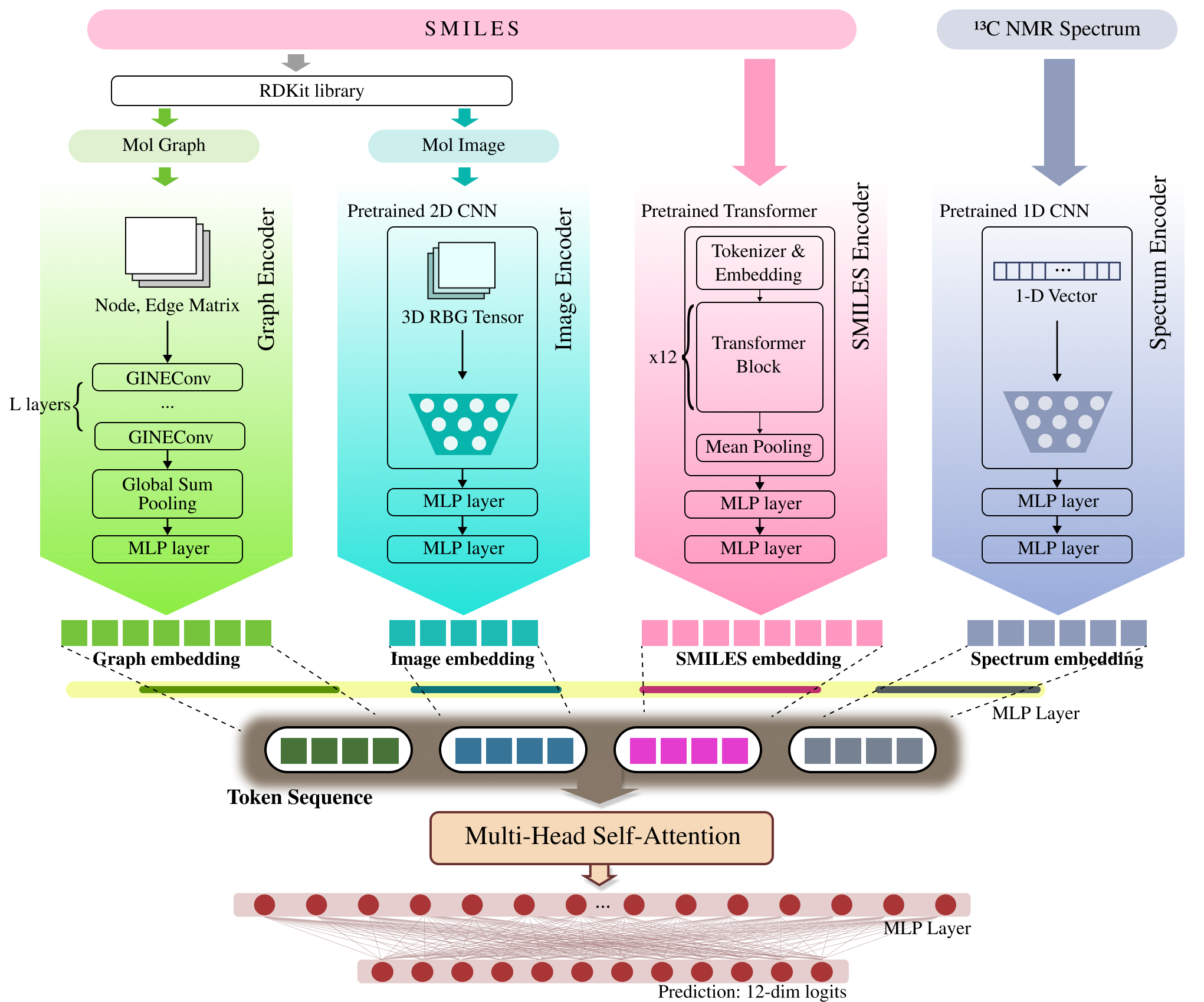 MoltiTox model architecture